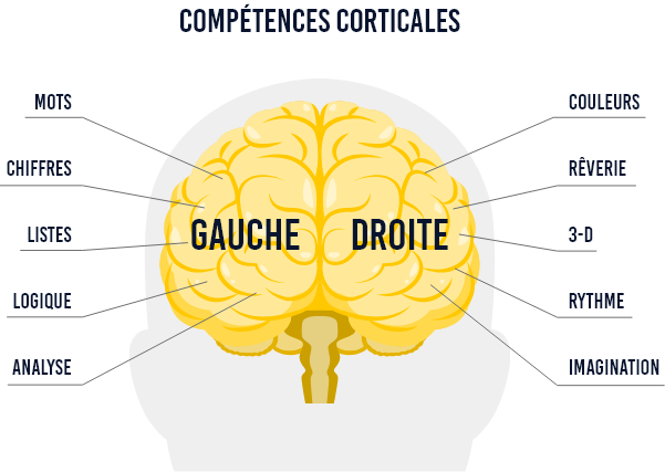 L'architecture naturelle du cerveau et les cartes mentales